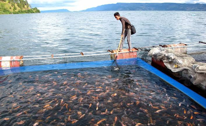 Ternak Ikan Danau Buatan Lembah Sari Rumbai